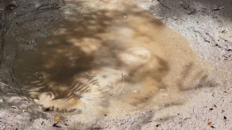 Bubbling mud pool created from underground geothermal activity in Rotorua, New Z Stock Footage 171403358