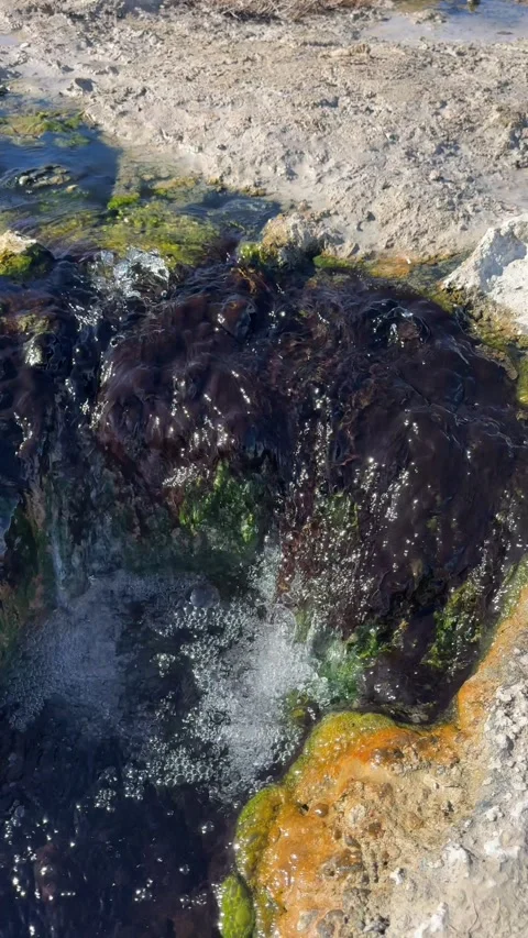 Bubbling Natural Hot Spring and Mineral Moss Stock-Footage 331034823