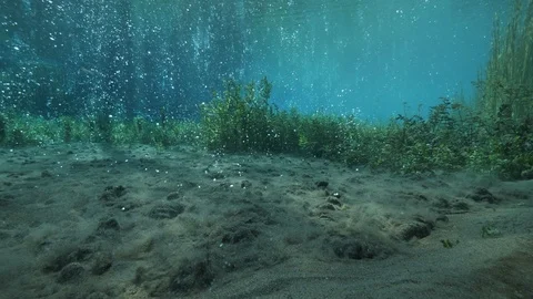 Bubbling sand and aquatic plants at the bottom of ascending bubbles pond,Italy Stock Footage 127136677