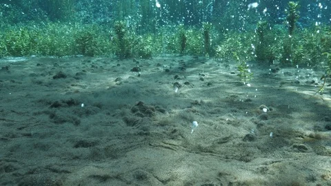 Bubbling sand and aquatic plants at the bottom of ascending bubbles pond,Italy Stock Footage 127140564