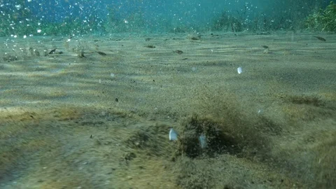 Bubbling sand and aquatic plants at the bottom of ascending bubbles pond,Italy Stock Footage 127196015