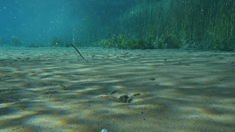 Bubbling sand and aquatic plants at the bottom of ascending bubbles pond,Italy Stock Footage 127258877