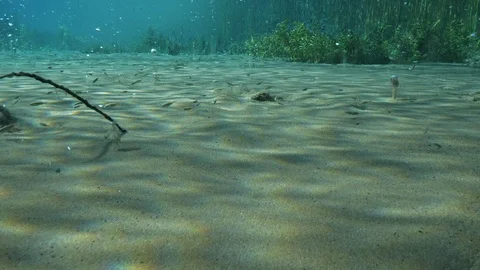 Bubbling sand and aquatic plants at the bottom of ascending bubbles pond,Italy Stock Footage 127260969