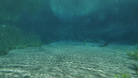 Bubbling sand and aquatic plants at the bottom of ascending bubbles pond,Italy Stock Footage 127274064