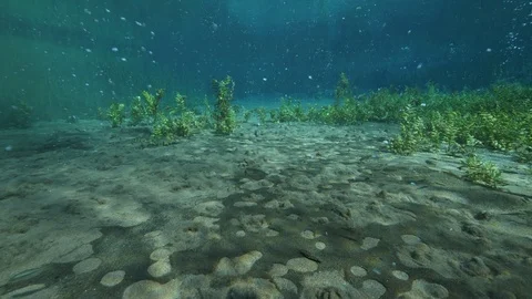 Bubbling sand and aquatic plants at the bottom of ascending bubbles pond,Italy Stock Footage 127335156