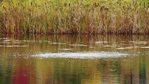 Bubbling spring in a pond surrounded by reeds Stock Footage 323523594