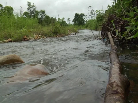 Bubbling Stream in Amazon Jungle Rainforest Stock Footage 112938725