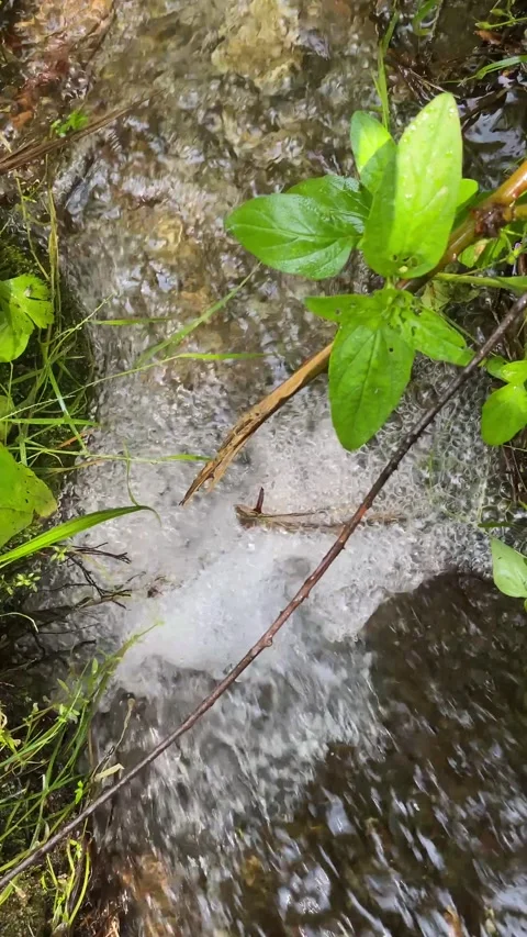 Bubbling stream in forest with close-up and calming water sound 🌊🍃 Stock Footage 310912639