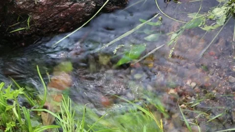 A bubbling stream with a green grassy shore Stock Footage 160760488