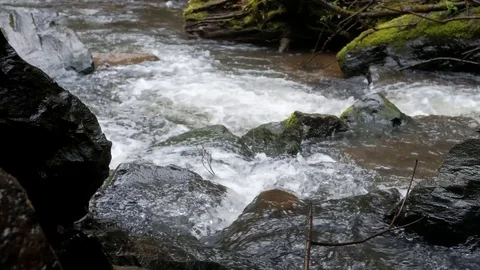 A bubbling stream in the pacific northwest 스톡 동영상 88222829