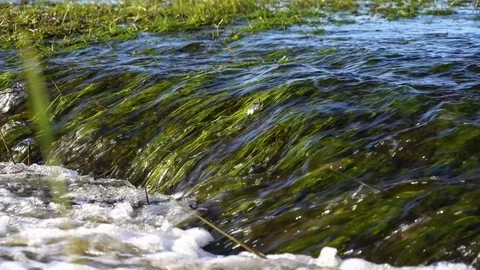 A bubbling stream in the spring steppe. Juicy young grass on the shores Stock Footage 75155709