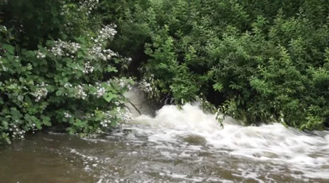A bubbling stream of water amongst greenery Stock Footage 40088822