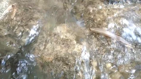 Bubbling Water Flowing Over Rocky Stream Bed Stock-Footage 334798519