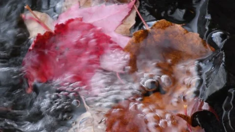 Bubbling water over Fallen Maple Leaf in Potato River Foster Falls Wisconsin Stock Footage 232272173
