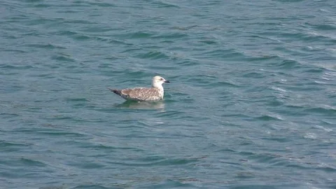 Bubby Gull 動画素材 78799389