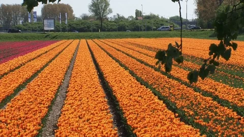 Bubfield with rows of orange tulips alongside a public road Stock Footage 119691112
