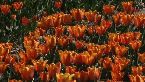 Bubfield with rows of orange yellow striped tulips Stock-Footage 119691259