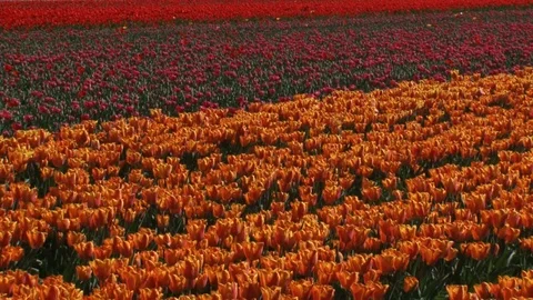 Bubfield with rows of red and orange tulips - pan. Video stock 119691184