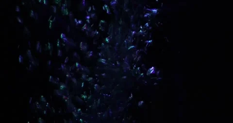 Buble12 Stock Footage 315723529