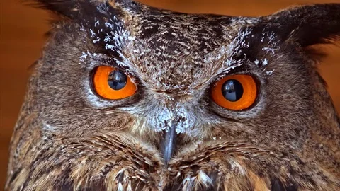 Bubo with big eyes looking into camera Vidéo 71753777