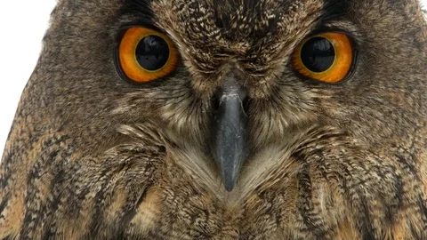 Bubo with big eyes looking into camera Vidéo 85566156