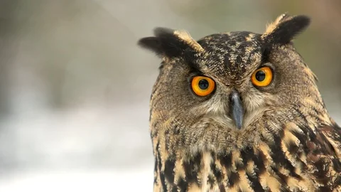 Bubo with big eyes looking into camera Vidéo 85566261