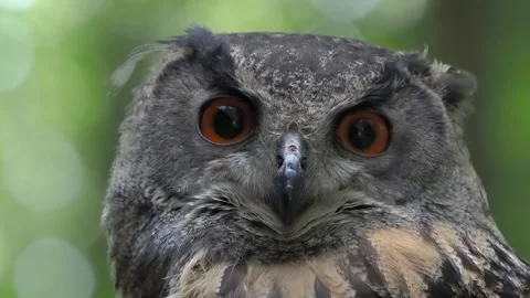 Bubo bubo  against the backdrop of a forest, slow motion Stock Footage 306756401