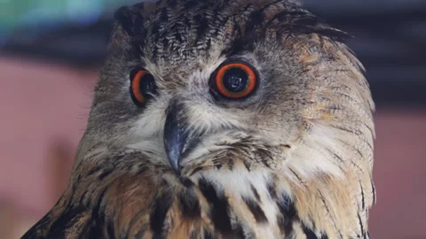 Bubo bubo. Intense Close-up Portrait of a Eurasian Eagle-Owl Video stock 318478238