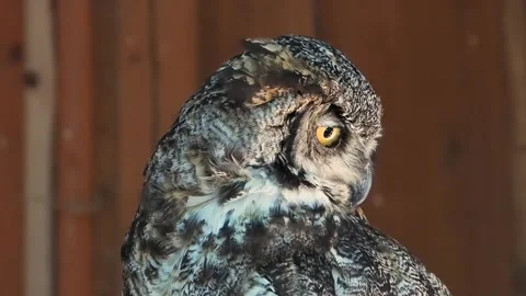 Bubo bubo looking in different directions slow motion Stock Footage 306756834