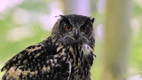 Bubo bubo looking in different directions against the backdrop of the forest Stock Footage 306759019