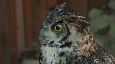 Bubo bubo looks in different directions Stock Footage 306756599