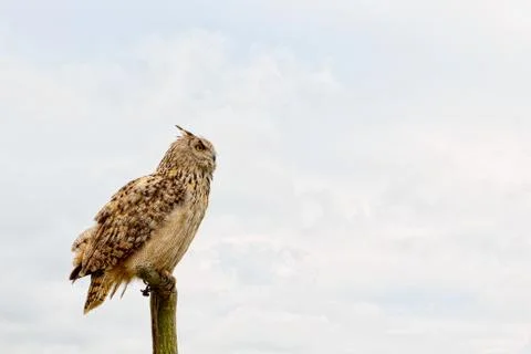 Bubo bubo owl Stock Photos