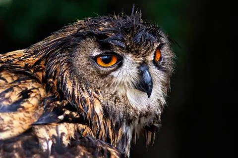 Bubo bubo Stock Photos