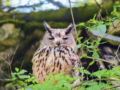 Bubo bubo Stock Photos