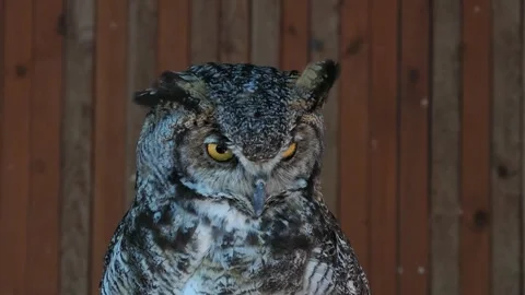 Bubo bubo screams, natural scream, live sound Stock Footage 306757742
