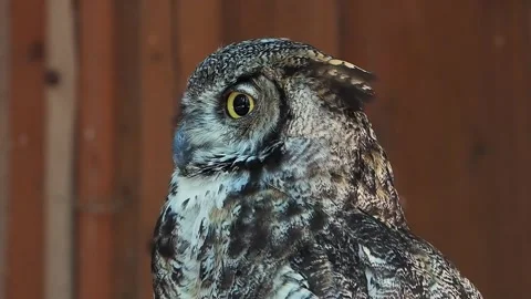 Bubo bubo screams slow motion Stock Footage 306756946