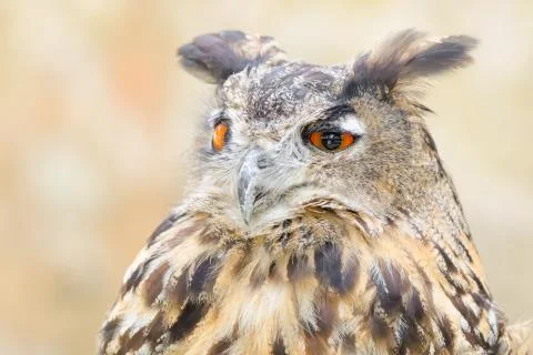 Bubo or eagle-owl bird quiet night hunter Stock Photos