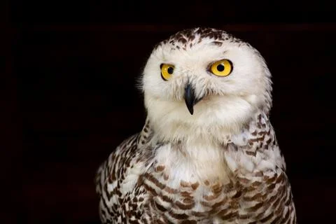 Bubo scandiacus Stock Photos