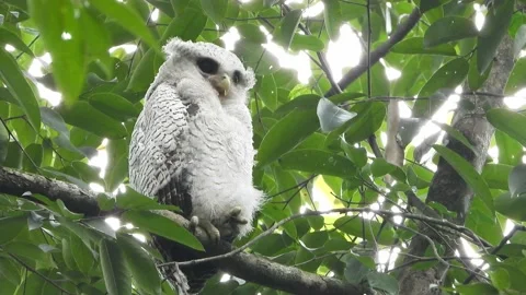 Bubo Sumatranus Owl in the wild Stock Footage 136868252