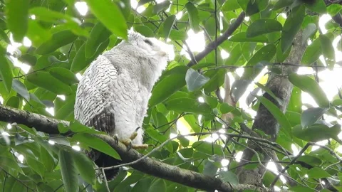 Bubo Sumatranus Owl in the wild Stock Footage 136869899