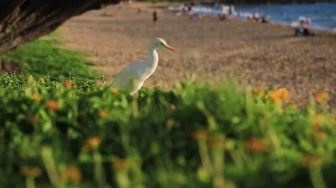Bubulcus ibis bird walking on beach, sunny day Hawaii Stock Footage 57463995