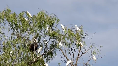 Bubulcus ibis, Cattle egret colony, with fledgling Stock-Footage 118709225