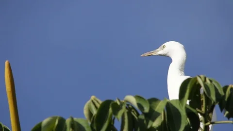 Bubulcus ibis, Cattle egret colony, with fledgling Video stock 118709229