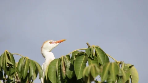 Bubulcus ibis, Cattle egret colony, with fledgling Stock-Footage 118709234