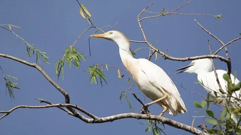 Bubulcus ibis, Cattle egret colony, with fledgling Stock-Footage 118709243