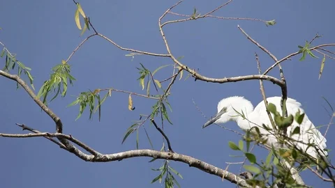 Bubulcus ibis, Cattle egret colony, with fledgling Stock-Footage 118709247