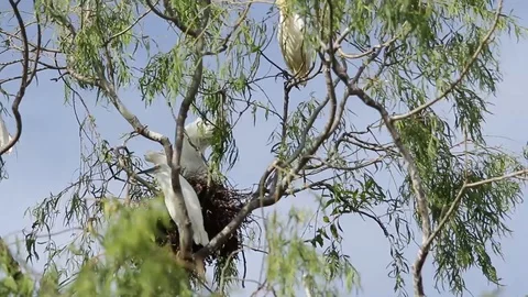 Bubulcus ibis, Cattle egret colony, with fledgling Stock-Footage 118709255