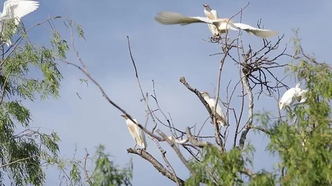 Bubulcus ibis, Cattle egret colony, with fledgling Stock-Footage 118709265