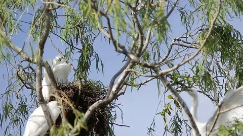 Bubulcus ibis, Cattle egret colony, with fledgling Stock-Footage 119423140