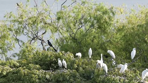Bubulcus ibis, Cattle egret colony, with fledgling Stock-Footage 119423178